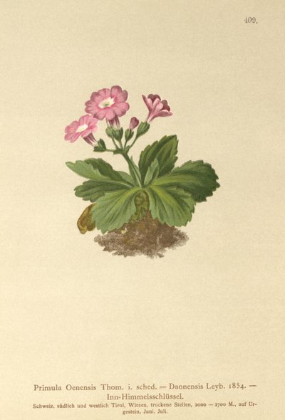 Val-Daoneサクラソウ（Primula Oenensis、Primula Daonensis） 作： German School