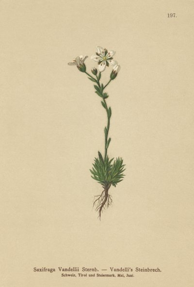 Vandellis Saxifrage（Saxifraga Vandellii） 作： German School
