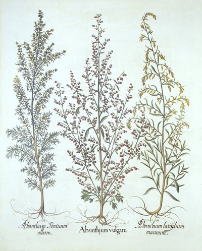Hortus Eystettensisからのよもぎのバリエーション、Basil Besler（1561-1629）、パブ。 1613（手塗りの彫刻） 作： German School