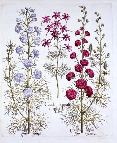 Hortus Eystettensisからのラークスパーの品種、バジルベスラー（1561-1629）、パブ。 1613（手描きの彫刻） 作： German School