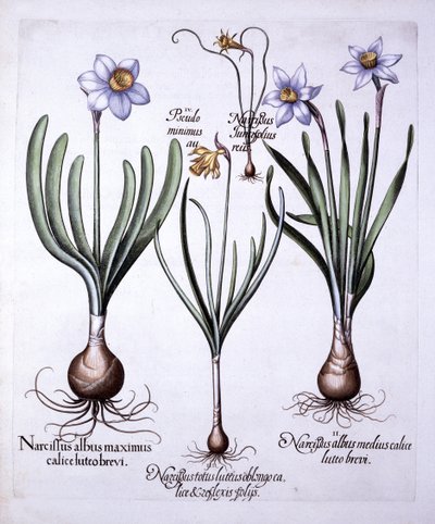 Hortus EystettensisのさまざまなNarcissi、バジルベスラー（1561-1629）、パブ。 1613（手描きの彫刻） 作： German School