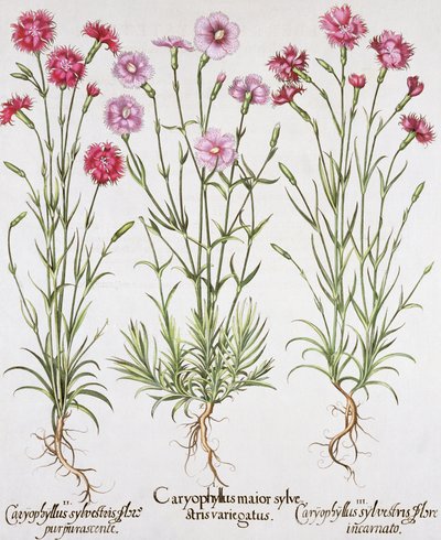 さまざまな種類のナデシコ、Hotus EystettensisによるBasil Besler（1561-1629）、pub。 1613（手描きの彫刻） 作： German School