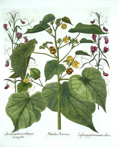 Hortus EystettensisのVelvetleafとSweet Peas、Basil Besler（1561-1629）、パブ。 1613（手塗りの彫刻） 作： German School