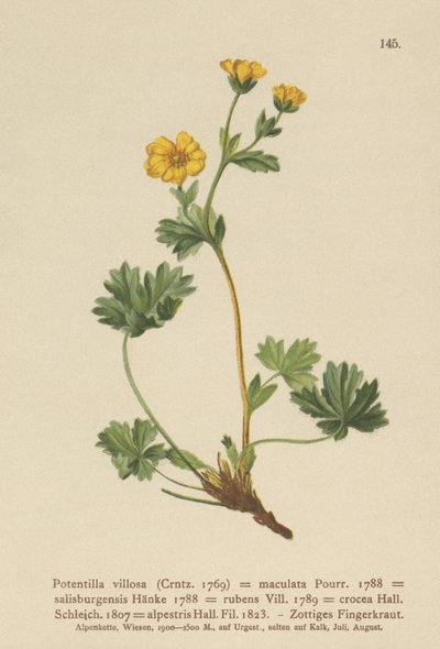 Villous Cinquefoil（Potentilla villosa、Potentilla maculata、Potentilla rubens、Potentilla crocea、Potentilla alpestris、Potentilla salisburgensis） 作： German School