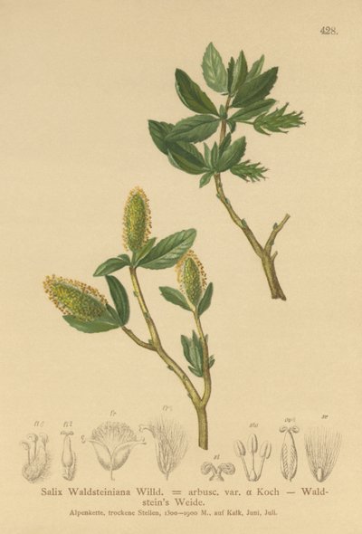 Waldsteins Willow（Salix Waldsteiniana、Salix arbusc。var。） 作： German School