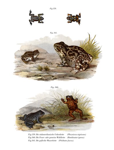 Warty Toad（カラーリトグラフ 作： German School