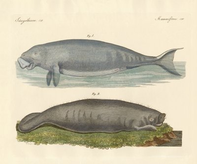 クジラのような動物（彩色済み彫刻 作： German School
