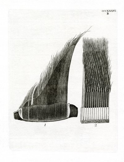 鯨のヒゲ板（彩色彫刻 作： German School