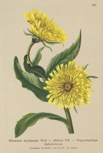 ホワイトホークウィード（Hieracium intybaceum） 作： German School