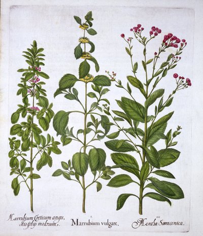 Hortus Eystettensisのホワイトホレハウンド、ホレハウンドとミント、バジルベスラー（1561-1629）、パブ。 1613（手塗りの彫刻） 作： German School