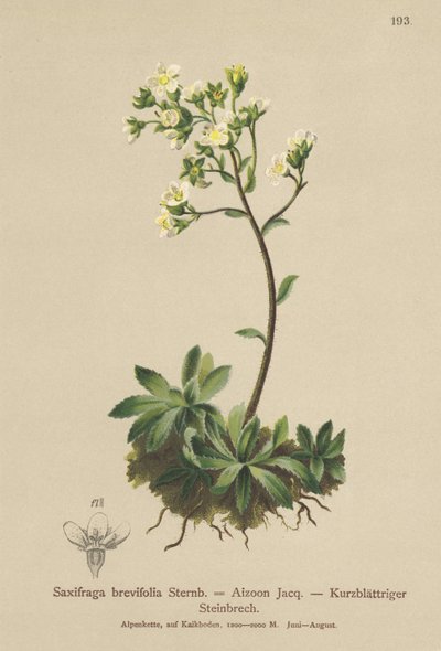 ホワイトマウンテンSaxifrage（Saxifraga brevifolia、Saxifraga Aizoon） 作： German School