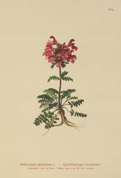 渦巻いたシラミ（Pedicularis verticillata） 作： German School