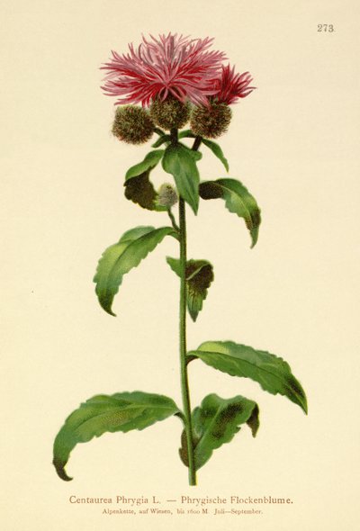 ウィッグナップウィード（Centaurea Phrygia） 作： German School
