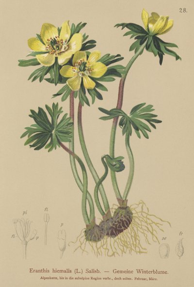 冬のトリカブト（Eranthis冬Eranthis hyemalis） 作： German School