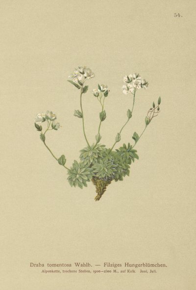 Wolley Whitlowグラス（Draba tomentosa） 作： German School