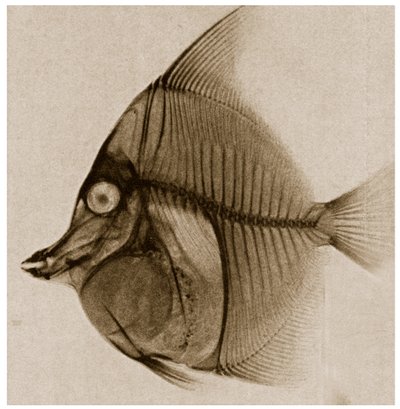魚のX線c.1890 作： German School
