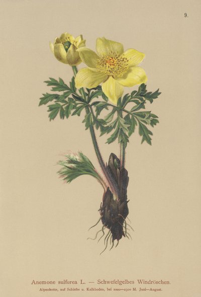 黄色いアネモネ（イソギンチャク、イソギンチャク、Pulsatilla alpina） 作： German School