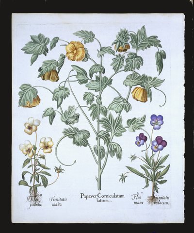 黄色い角のあるケシ、バジルベスラーによるHortus Eystettensis（1561-1629）のパブ。 1613（手描きの彫刻） 作： German School