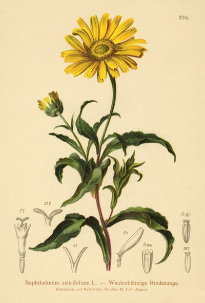 黄色のオックスアイ（Buphthalmum salicifolium） 作： German School