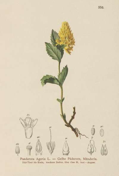 黄色のPaederota（Paederota Ageria、Paederota lutea） 作： German School