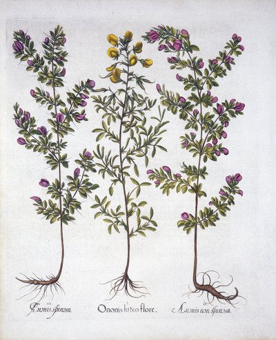 黄色い休みハロー、ピンクの休みハロー、ピンクのとげのある休みハロー、Hortus Eystettensis作、Basil Besler（1561-1629）、パブ。 1613（手塗りの彫刻） 作： German School