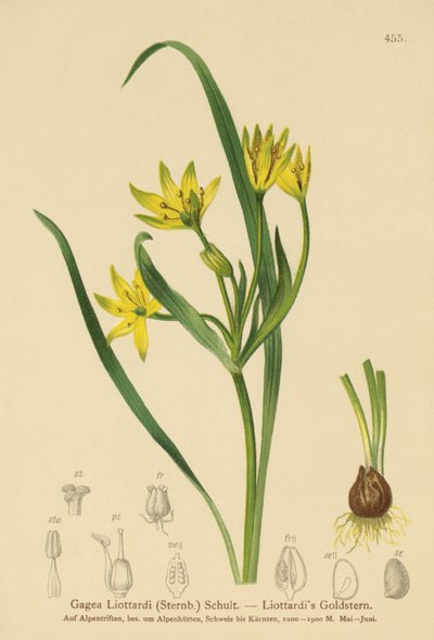 黄色のベツレヘムの星（Gagea Liottardi、Gagea lutea、Gagea fragifera、Ornithogalum minimum var。fragiferum、Gagea fistulosa subsp。liotardii） 作： German School