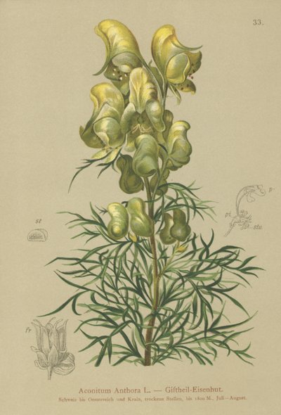 黄色の僧侶（Aconitum anthora） 作： German School