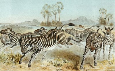 ゼブラ、「Brehms Tierleben」のプレート。ティアライヒの総合的国勢」，第3巻，p.81，Bibliographisches Institutより刊行。 作： German School