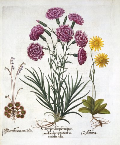 私。カーネーション、ダイアンティウス、ii。アルニカ＆iii。 Hortus Eystettensisからの丸い葉のサンデュー、Basil Besler（1561-1629）pub。 1613 作： German School