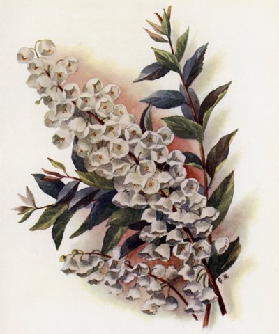 美しい干支V Cassinefolia 作： Gertrude Hamilton
