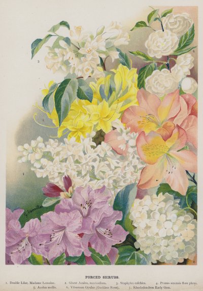 強制低木 作： Gertrude Hamilton