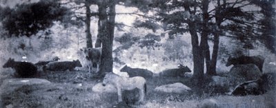 ジャッカスのパトス 作： Gertrude Käsebier