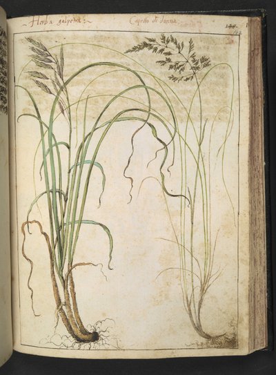 Gherardo Cibo による「ローマ国家の植物相の絵画」からのハーブ植物、追加 MS 22333、f142r、c.1564-84 (紙に水彩とグワッシュ) 作： Gherardo Cibo