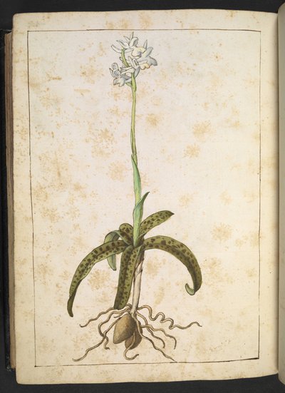 ゲラルド・チボの「ローマの植物の絵画」からの白い花びらを持つ植物、MS 22333、f173v、c.1564-84を追加（紙に水彩とグワッシュ） 作： Gherardo Cibo