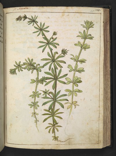 緑の葉を持つ植物、Gherardo Cibo の「Paintings of the Roman StatesのFlora」から、MS 22333、f125r、c.1564-84 を追加 (紙に水彩とグワッシュ) 作： Gherardo Cibo