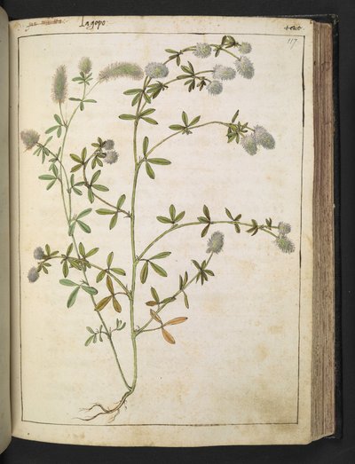白い花を咲かせる植物。 、Gherardo Ciboによる「ローマ国家の植物の絵画」から、MS 22333、f117r、c.1564-84を追加（紙に水彩とグワッシュ） 作： Gherardo Cibo