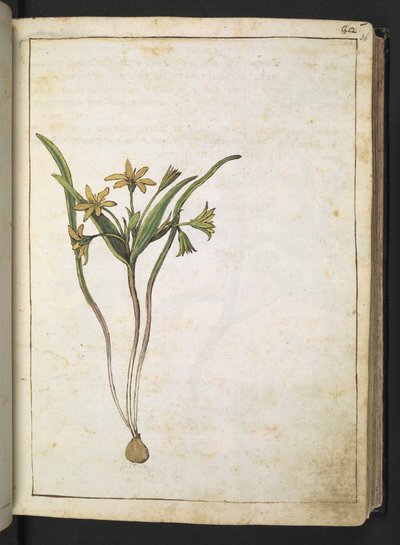 ゲラルド・シボ作「ローマの植物相の絵画」より、黄色の花を持つ植物、追加 MS 22333、f036r、c.1564-84 (紙に水彩とグワッシュ) 作： Gherardo Cibo
