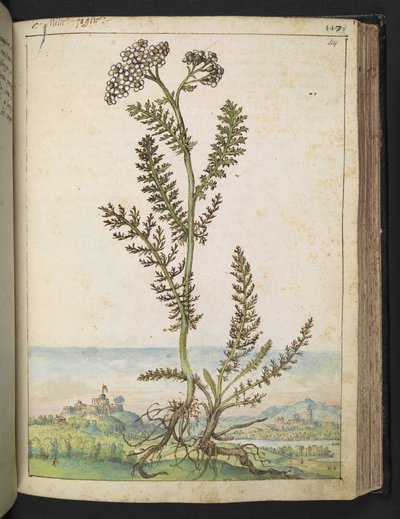 Achillea millefolium: 白い花を持つ背の高いシダ型の植物、Gherardo Cibo 作の「Paintings of Flora of the Roman States」より、MS 22333、f114r、c.1564-84 を追加 (紙に水彩とグワッシュ) 作： Gherardo Cibo