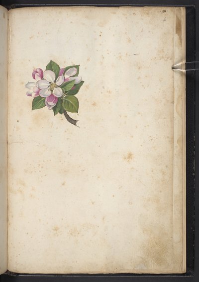 MS 22333 f61r、ブロッサム、「ローマの植物の絵画」、c.1564-84 から追加 (紙に水彩とグワッシュ) 作： Gherardo Cibo