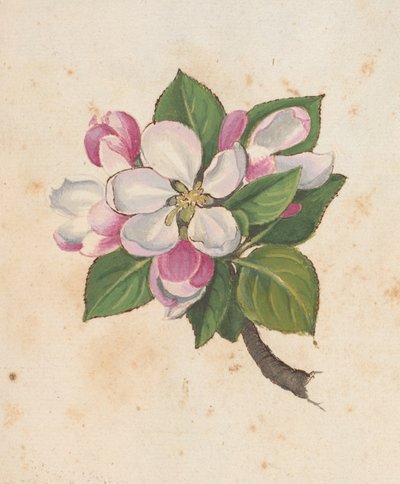 MS 22333 f.61r、ブロッサム、「ローマの植物の絵画」、c.1564-84 から追加 (紙に水彩とグワッシュ) 作： Gherardo Cibo