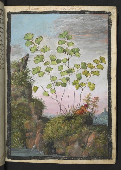 Adiantum capillus-veneris、Gherardo Cibo の「Paintings of Flora of the Roman States」より、MS 22333、f017r、c.1564-84 を追加 (紙に水彩とグワッシュ) 作： Gherardo Cibo