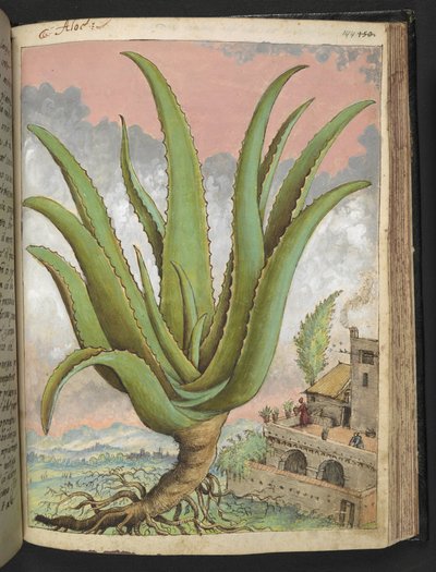 アロエベラ、Gherardo Cibo 作の「Paintings of Flora of the Roman States」から、MS 22333、f144r、c.1564-84 を追加 (紙に水彩とグワッシュ) 作： Gherardo Cibo