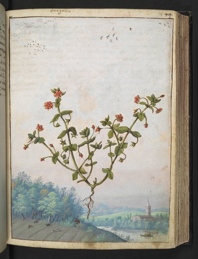 Anagalis arvensis: 赤い花を持つ植物、Gherardo Cibo の「Paintings of Flora of the Roman States」から、MS 22333、f074r、c.1564-84 を追加 (紙に水彩とグワッシュ) 作： Gherardo Cibo