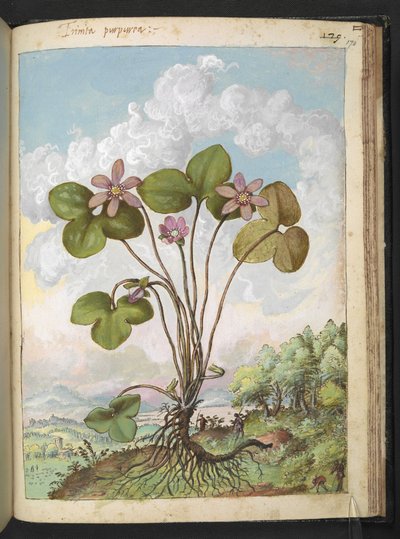 Anemone hepatica: ピンクの花びらを持つ植物、Gherardo Cibo の「Paintings of Flora of the Roman States」から、MS 22333 を追加、f170r、c.1564-84 (紙に水彩とグワッシュ) 作： Gherardo Cibo