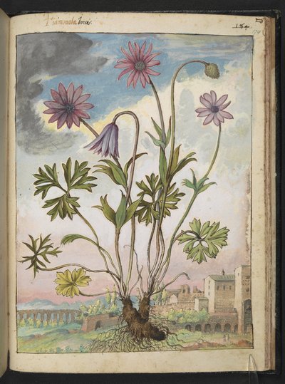 アネモネ ホルテンシス、Gherardo Cibo 作「Paintings of Flora of the Roman States」より、MS 22333、f174r、c.1564-84 を追加 (紙に水彩とグワッシュ) 作： Gherardo Cibo