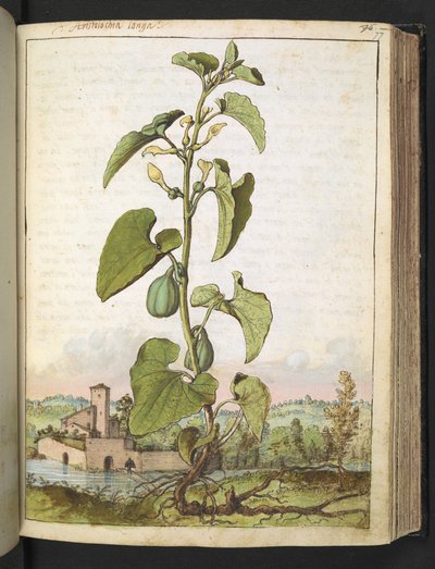Aristolochia clematitis、Gherardo Cibo の「Paintings of Flora of the Roman States」より、MS 22333、f077r、c.1564-84 を追加 (紙に水彩とグワッシュ) 作： Gherardo Cibo