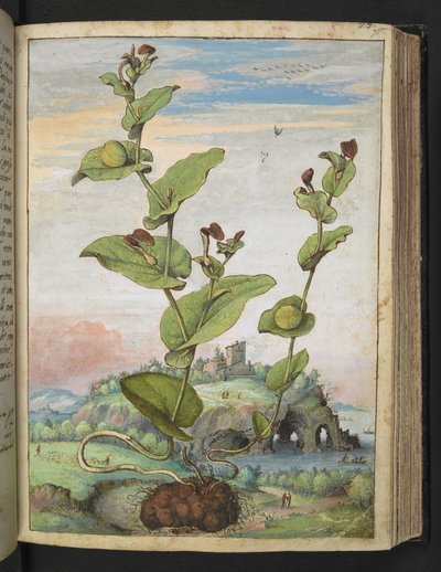Aristolochia rotunda: 実を結ぶ植物、Gherardo Cibo 作の「Paintings of Flora of the Roman States」より、MS 22333、f078r、c.1564-84 を追加 (紙に水彩とグワッシュ) 作： Gherardo Cibo