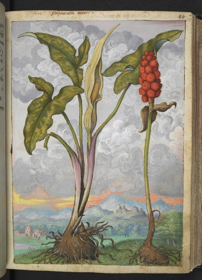 Arum italicum、Gherardo Cibo の「Paintings of Flora of the Roman States」から、MS 22333、f053r、c.1564-84 を追加 (紙に水彩とグワッシュ) 作： Gherardo Cibo