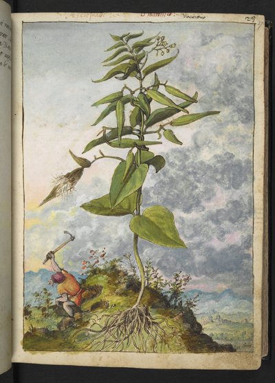 アスクレピアス、ゲラルド チボ作「ローマの植物相の絵画」より、MS 22333、f027r、c.1564-84 を追加 (紙に水彩とグワッシュ) 作： Gherardo Cibo