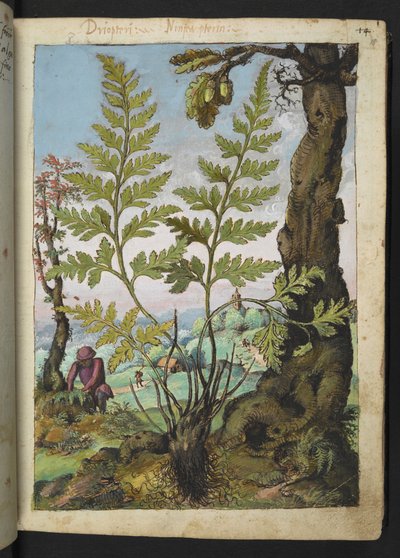 Asplenium adianthum nigrum、Gherardo Cibo の「Paintings of Flora of the Roman States」より、MS 22333、f018r、c.1564-84 を追加 (紙に水彩とグワッシュ) 作： Gherardo Cibo